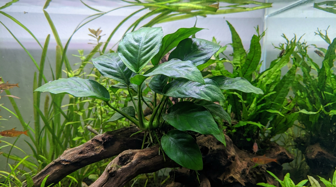healthy green anubias plant attached to driftwood in a planted aquarium