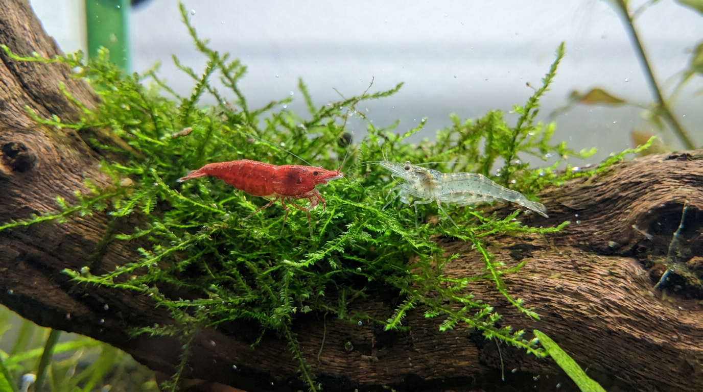 Bright red cherry shrimp and a translucent ghost shrimp side by side on green aquarium moss
