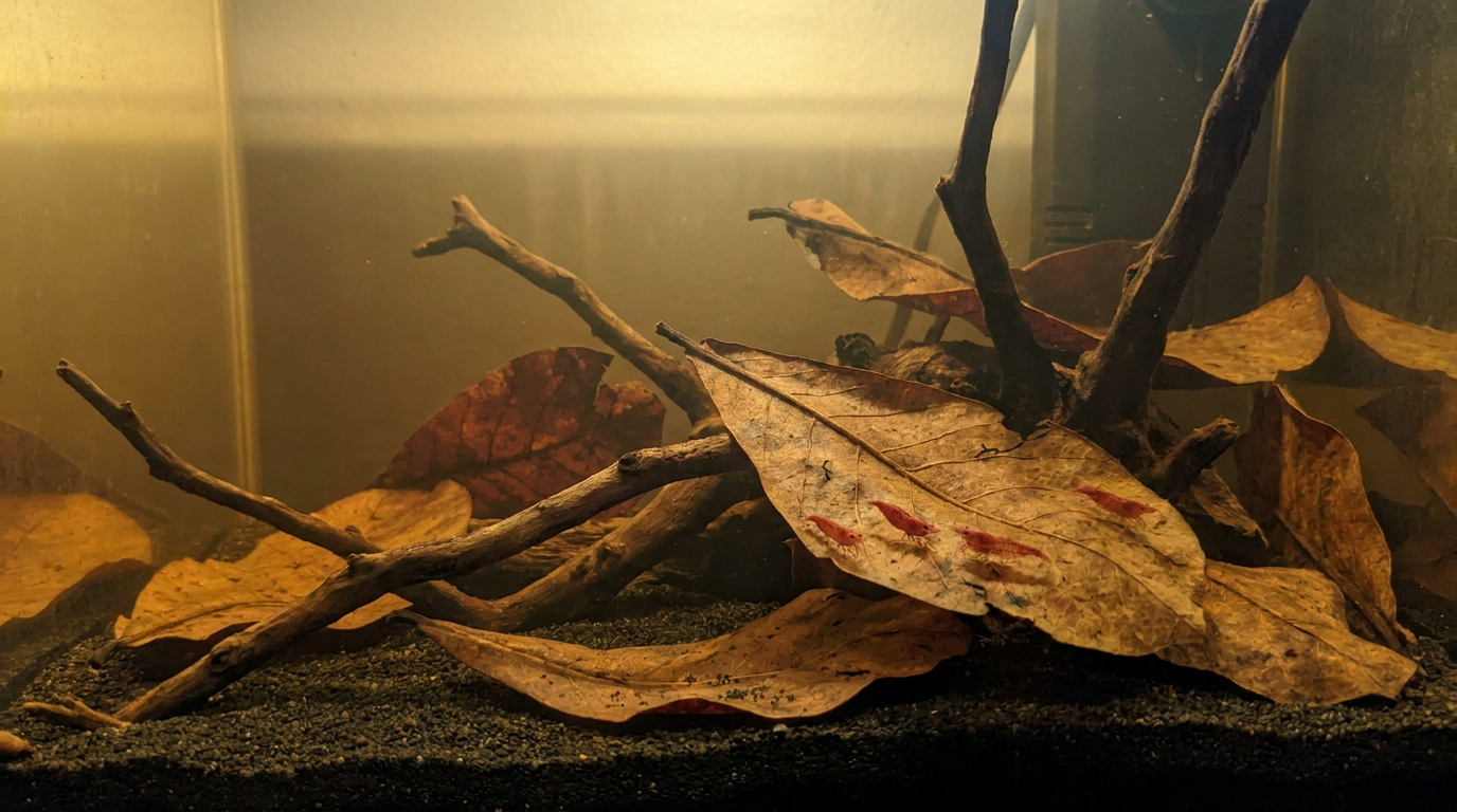 How long do catappa leaves last: brown indian almond leaves breaking down on dark sand in a tinted blackwater aquarium
